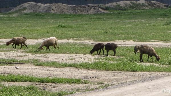 МинКаб органикалык продукция өндүрүүчүлөргө жер бөлүүгө даяр