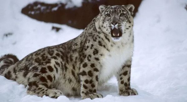 Кыргызстанда ак илбирсти байкоо турлары өнүгүп жатат