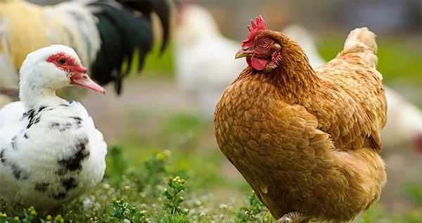 Кыргызстанда былтыр үй канаттуулары 8,6 миллионго жетти