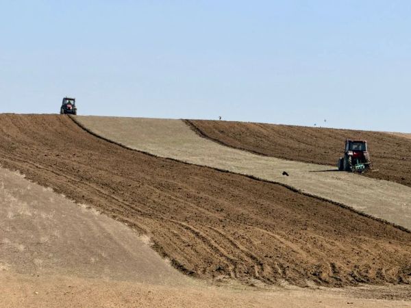 Ноокат районунда 200 гектар жерге буудай, арпа эгилди