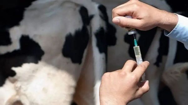 Айыл жерлериндеги ветеринарларга кошумча төлөмдөр берилет