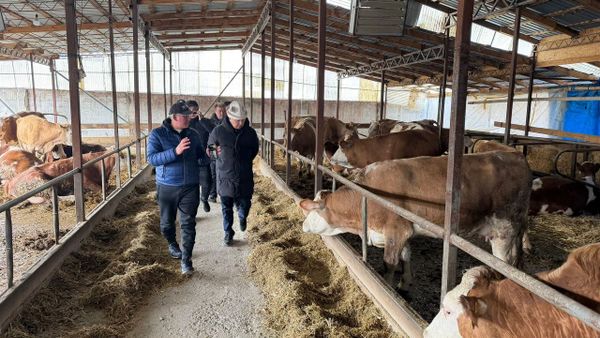 Министр Э.Ахунбеков суткасына 2800 литр сүт өндүргөн фермага барды