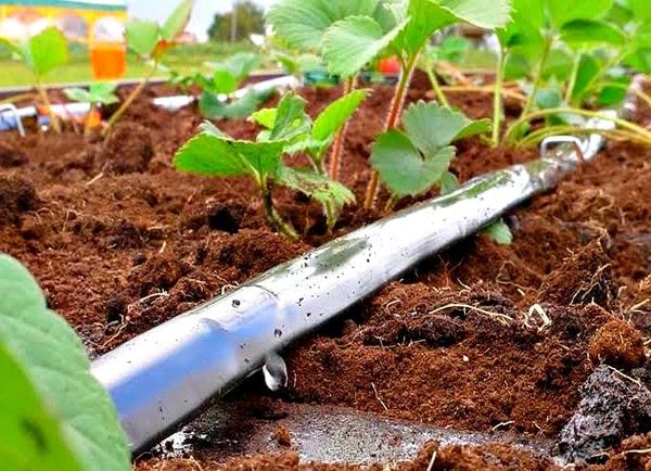 Тамчылатып сугарууга өтүүнү көздөгөндөргө 2% менен насыя берилет