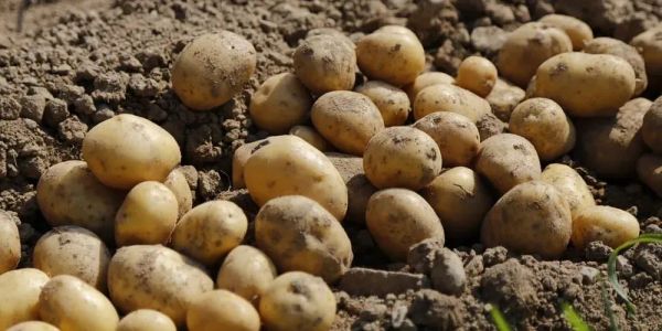 Араванда картошка айдоонун заманбап техникасы колдонулууда