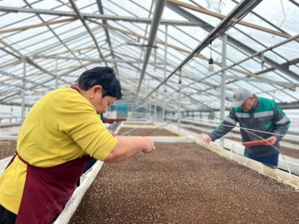 Быйыл Бишкек шаары болжол менен 2 млн гүл менен кооздолот