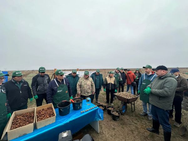 Баткенде деградацияга учураган 8 гектар жерге бадам эгилүүдө