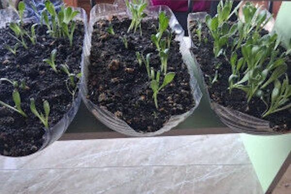 ОшМУ артишокту өстүрүп андан БАД чыгара баштайт