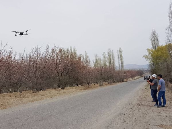 Баткенде өрүк бактарга дрондор менен дары чачыла баштады