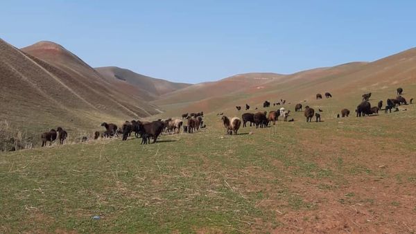 Кыргызстандын жайыттарына учак менен үрөн себүү процесси.