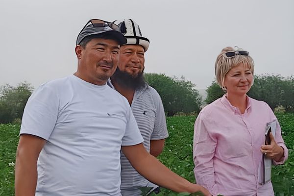 Голландиянын супер элита картошкасын эгип, гектарынан 45 тонна түшүм алган Алтынбек Айбашов