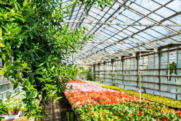 Кара-Сууда 1 гектар аянтта күнөскана чарбасы ийгиликтүү иштеп жатат