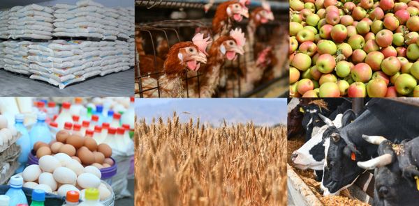 Айыл чарбасында түшүмдүүлүктү жогорулатуу боюнча жаңы чаралар көрүлөт