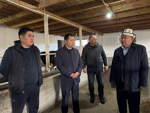 Эрлист Акунбеков Жалал-Абаддагы асыл тукум уй чарбасын текшерди