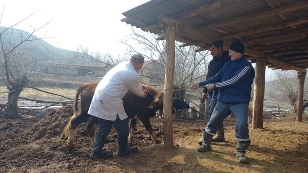 Республикада мал ылаңдарына каршы жазгы алдын алуу иштери башталды
