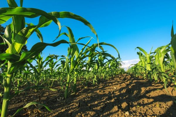 Кыргызстанда кооперативдерге колдоо көрсөтүү менен 2 миң гектар жер иштетилет