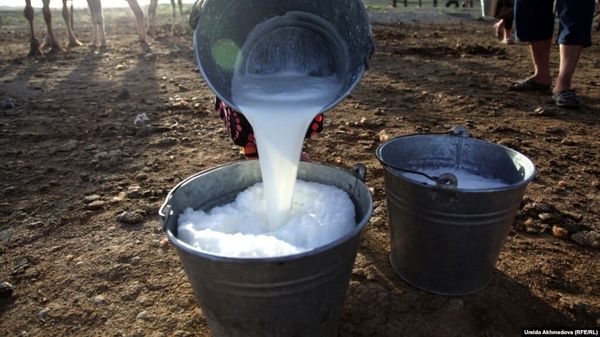 2025-жылы Кыргызстанда бир уйдан орточо 2114 кг сүт саалды