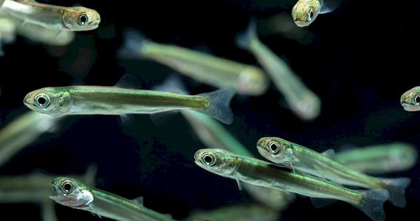 Суу сактагычтардагы балыктарды көбөйтүү кандай жүрүп жатат?