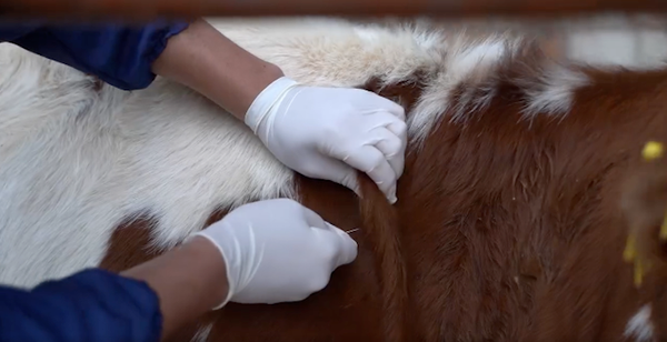 Мал ээлерине маанилүү маалымат: Кайсы вакциналар бекер?