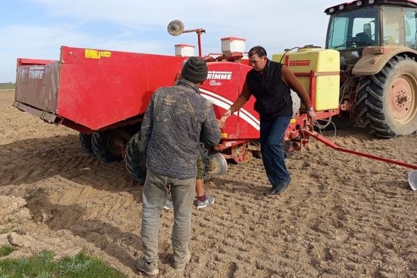 Айтматов районунда пайдаланылбай жаткан жерлерге картошка айдалып жатат