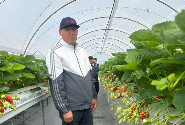 Гектарынан 14 тонна малина, 20 тонна кулпунай алган Руслан Миңбаев