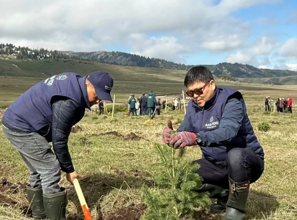 Жыргалаң курортунда 3 миң карагай көчөтү отургузулду