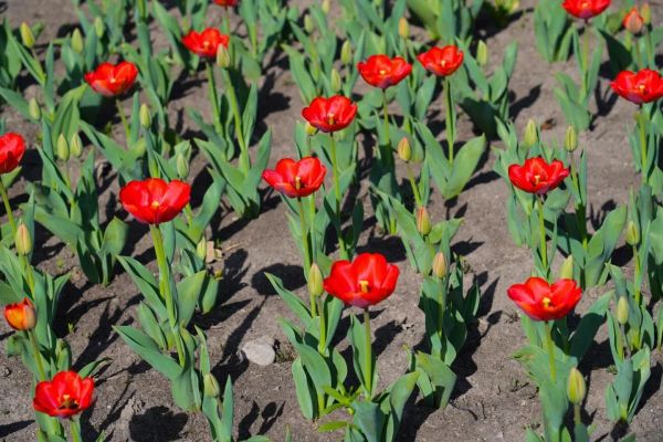 Бишкек 230 миң жоогазын менен көрктөндүрүлдү