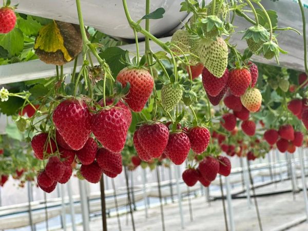 Баткенде күнөсканада өстүрүлгөн кулпунай кирешелүү бизнеске айланды