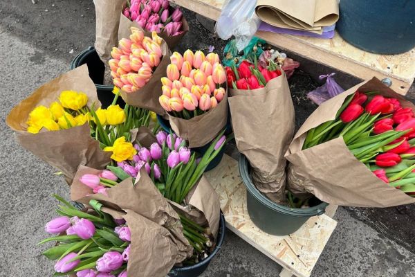 Гүл, көчөт саткан жайлардын фитосанитардык абалы текшерилди