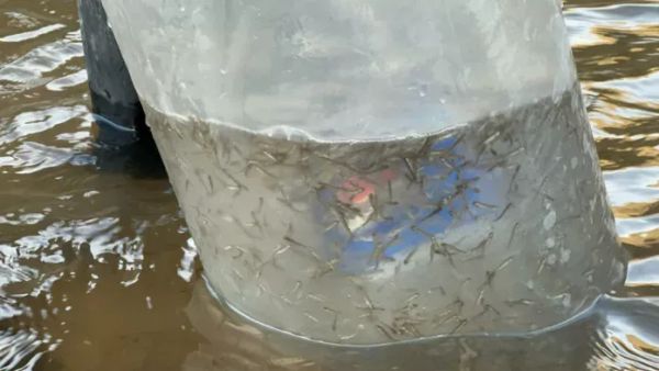 "Соң-Көл балык чарбасы"  3 көлгө  1 млн 800 миң чабак кое берди