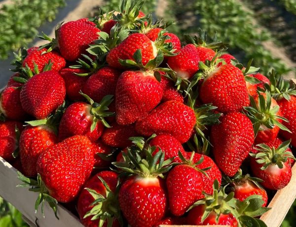 21 жаштагы ишкердин ийгилик сырлары: Баткендин кулпунайлары кантип чет өлкөгө чейин суроо-талап жаратты?