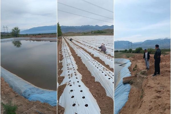 Токтогул районунда 15 миң альбион кулпунайы отургузулуп жатат