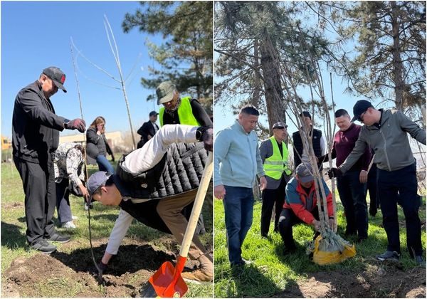 Транспорт министрлиги быйыл жол жээктерине 70 миңден ашык көчөт отургузат