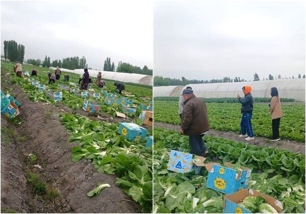 Аравандагы дыйкандар алгачкы капуста түшүмүн экспортко чыгарууда