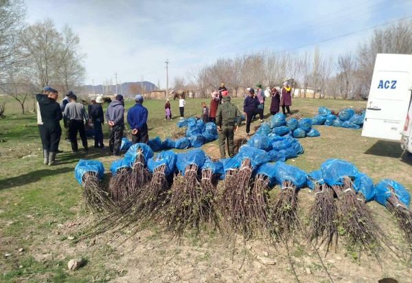 Тогуз-Тородо 6 миң даана алма көчөтү акысыз таратылды