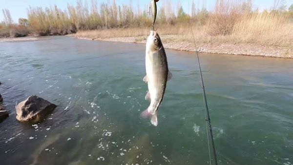 Кыргызстанда балык уулоо эрежелери бекитилди