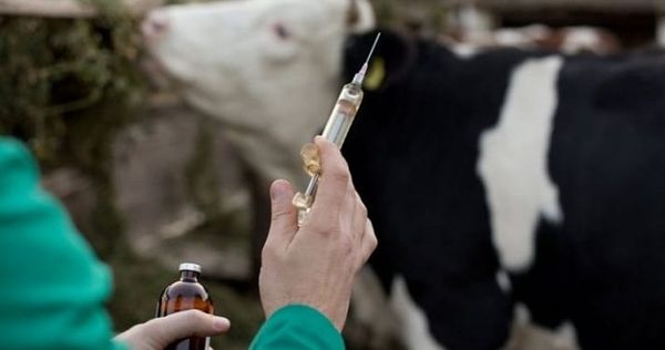 Жогорку Кеңеште мал оорулары жана ветеринария маселеси көтөрүлдү