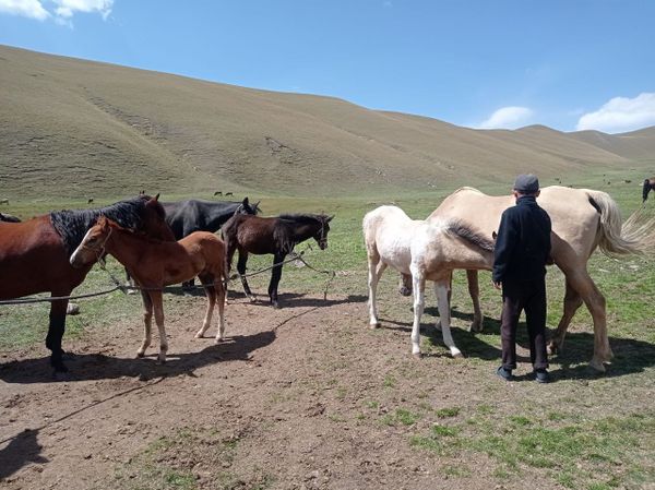 Өлкөдө 401 миң  гектар жайыт калыбына келтирүү режимине өттү