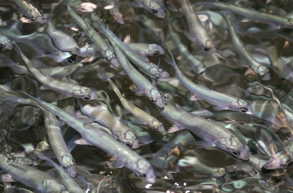 Быйыл Кыргызстан көлдөрүнө 30 миллиондон ашык чабак коё берилет