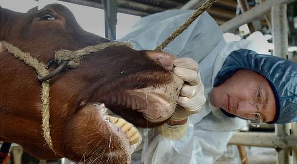 Өзбекстанда шарп оорусуна байланыштуу өзгөчө режим киргизилди