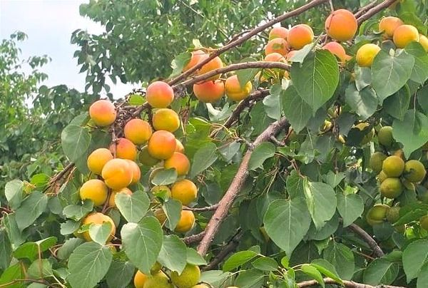 Араванда өрүк бышып, сатыкка чыкты