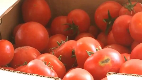 Түркстандык дыйкандар чет өлкөлүк помидорлордон улам банкрот болуу коркунучунда