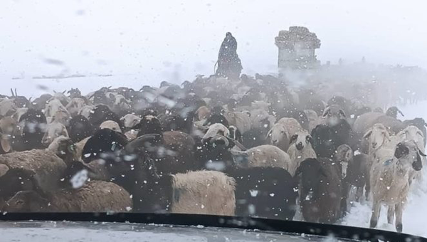 Ат-Башынын жайлоолоруна кар жаап, малчыларга чөп жеткириле баштады