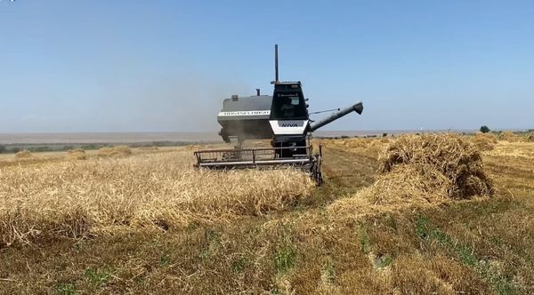 Кадамжайда арпа бышып, гектарынан 4,2 тоннадан түшүм алынууда