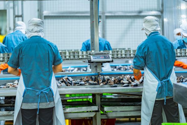 Тоңдогу балык өстүрүүчү ишканада 4,8 млн даана икра алынды