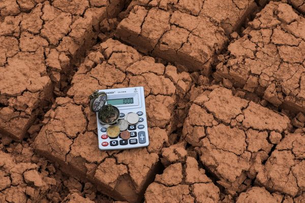 Өзгөндө жайыт жерге 51 миң сом зыян келтирилгени аныкталды