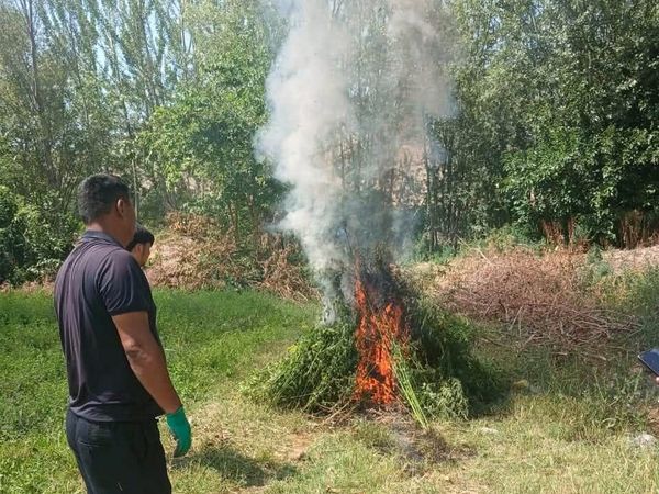 Ошто жапайы кара куурайлар жок кылынып, түшүндүрүү иштери жүргүзүлдү