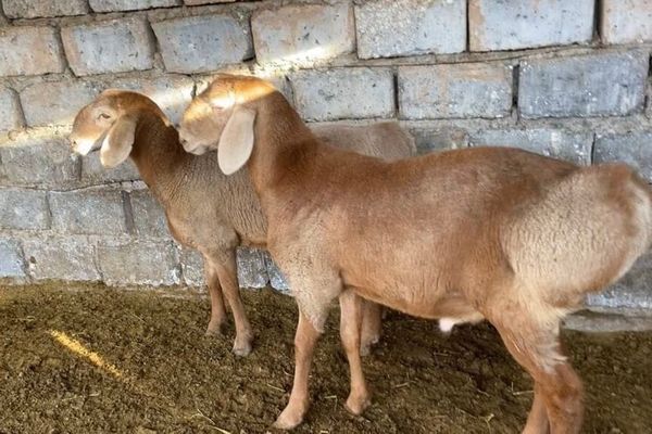 Арашан породасындагы койлор Өзбекстанга экспорттолду