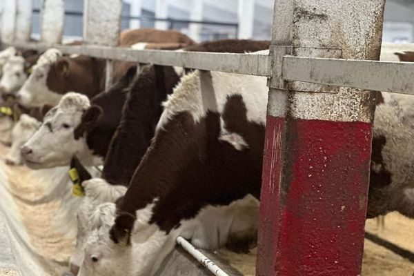 Чүйдө 20 миң бодо малды бордоп семиртүү долбоору ишке ашырылат