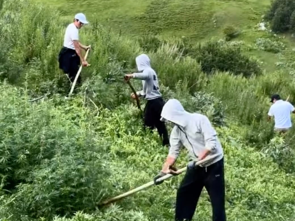 Караколдун эки аймагындагы жапайы кара куурайлар жок кылынды