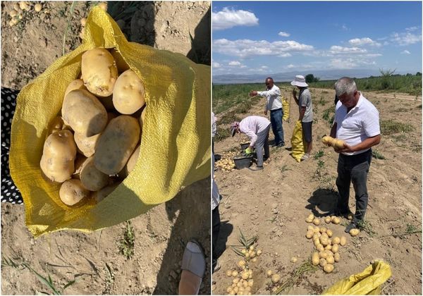 Таласта эрте бышуучу картошка гектарынан 300 центнерден түшүм берүүдө